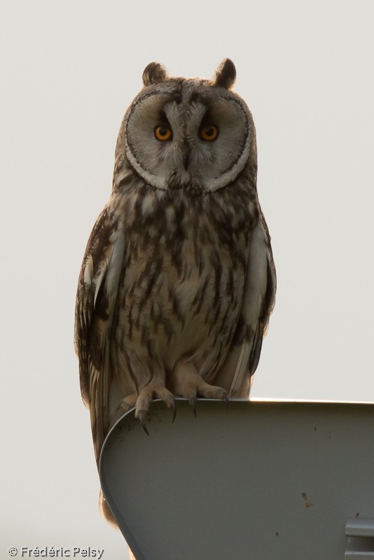 Long-eared Owl (Eurasian) - Frédéric PELSY
