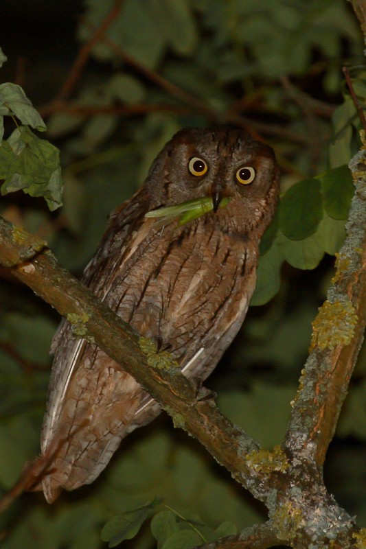 Eurasian Scops-Owl - Frédéric PELSY