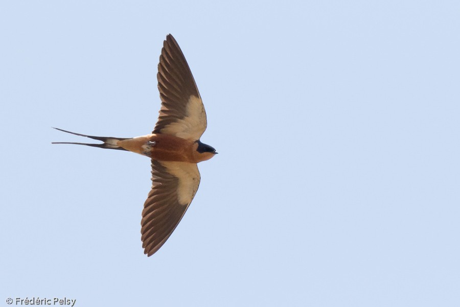 Rufous-chested Swallow - Frédéric PELSY