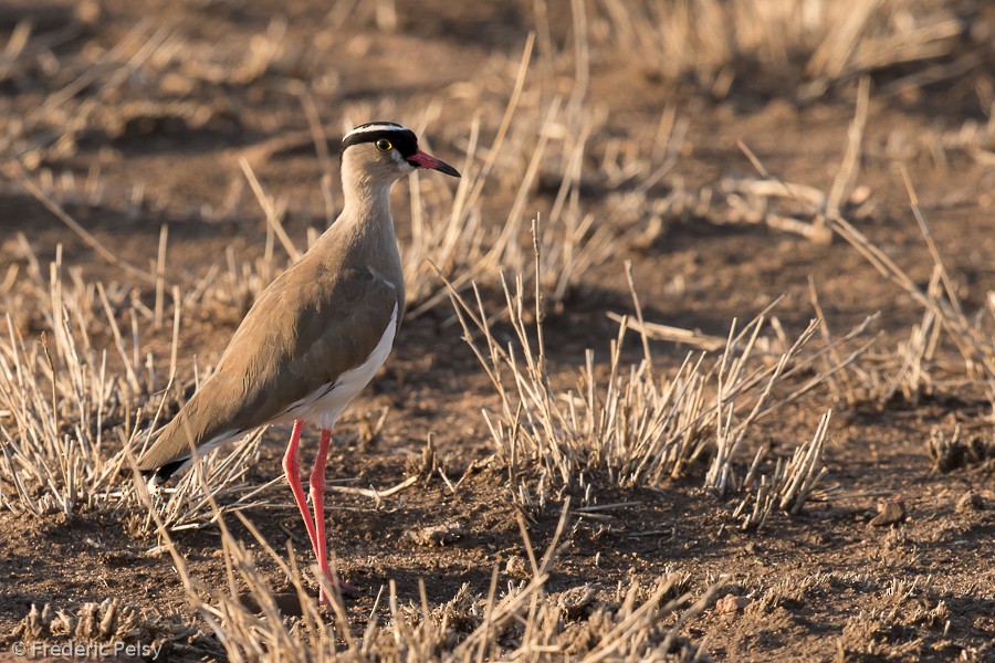 Crowned Lapwing - Frédéric PELSY