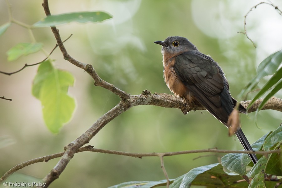 Brush Cuckoo (Sulawesi) - ML206201781