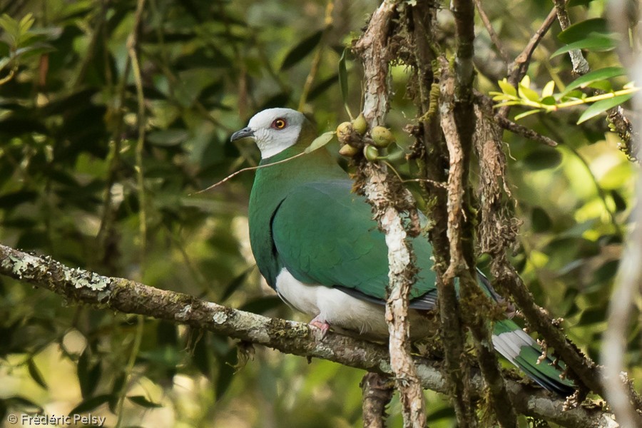 White-bellied Imperial-Pigeon - ML206201801