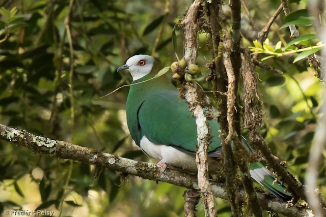 White-bellied Imperial-Pigeon