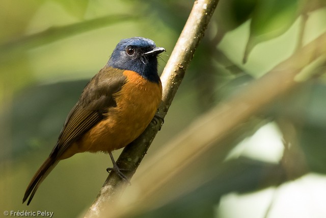 Blue-fronted Flycatcher