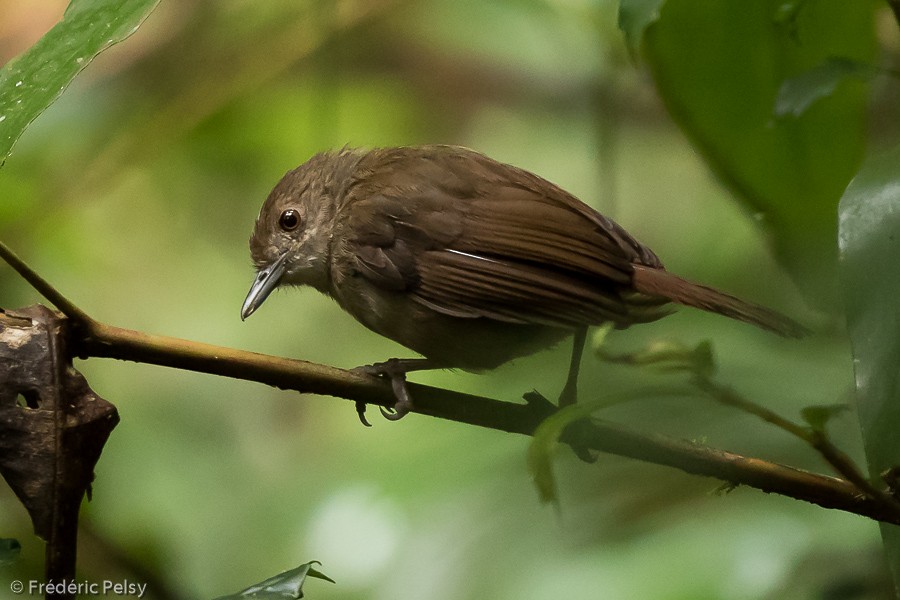 Sulawesi Babbler - Frédéric PELSY