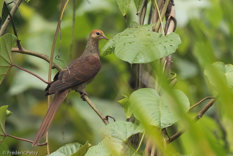 Sultan's Cuckoo-Dove (Sulawesi) - Frédéric PELSY