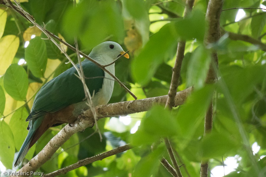 Maroon-chinned Fruit-Dove - ML206201981