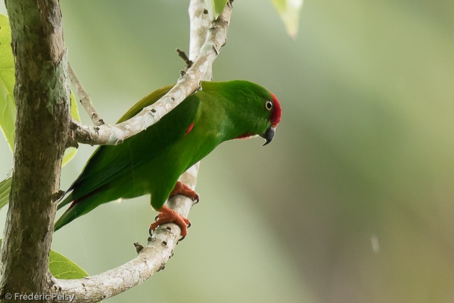 Sulawesi Hanging-Parrot - ML206202011
