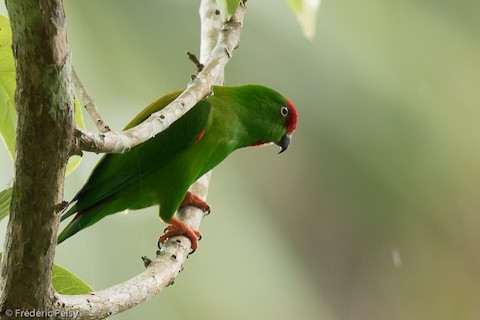 Philippine Hanging-Parrot - eBird