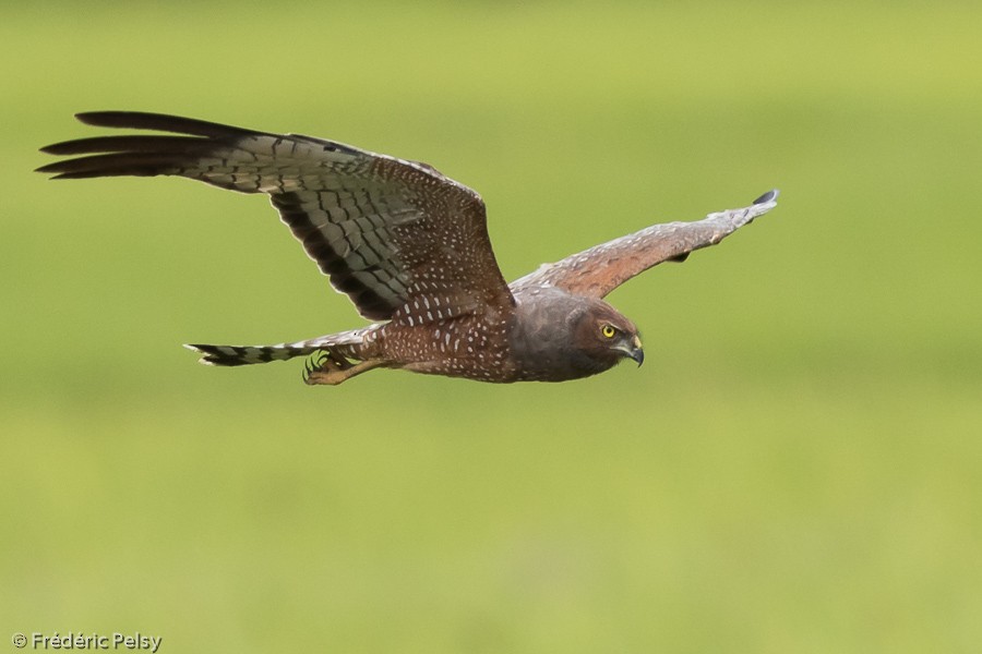 Spotted Harrier - ML206202031