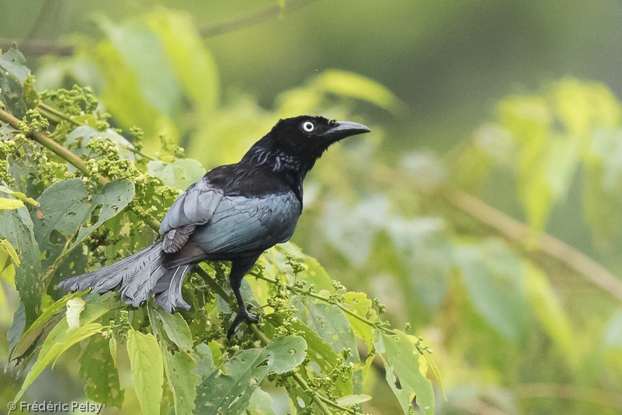 Hair-crested Drongo (White-eyed) - eBird