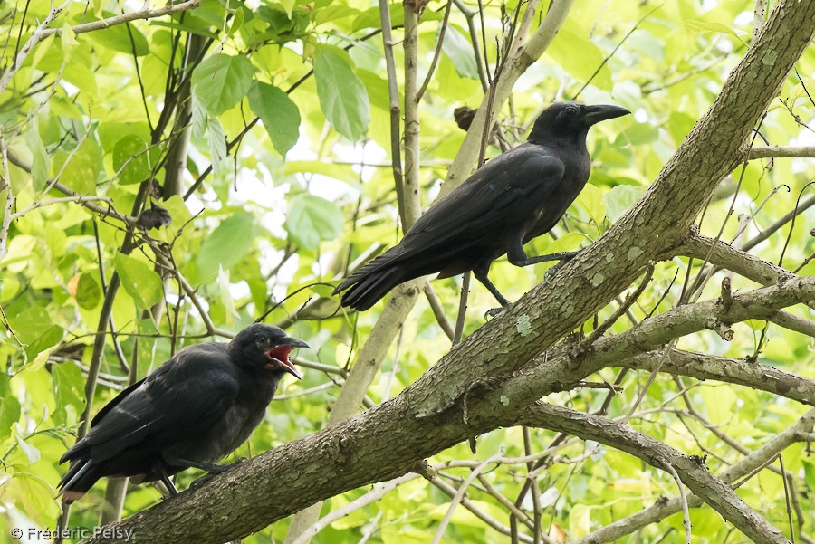 Slender-billed Crow (Sulawesi) - Frédéric PELSY