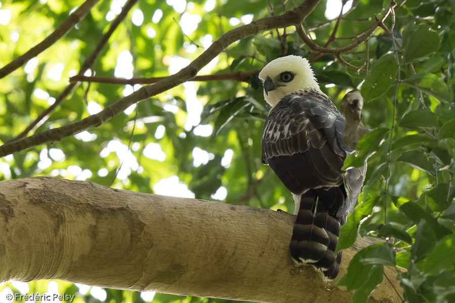 Sulawesi Hawk-Eagle - Frédéric PELSY