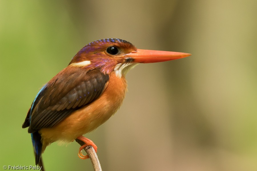 Sulawesi Dwarf-Kingfisher - ML206202201