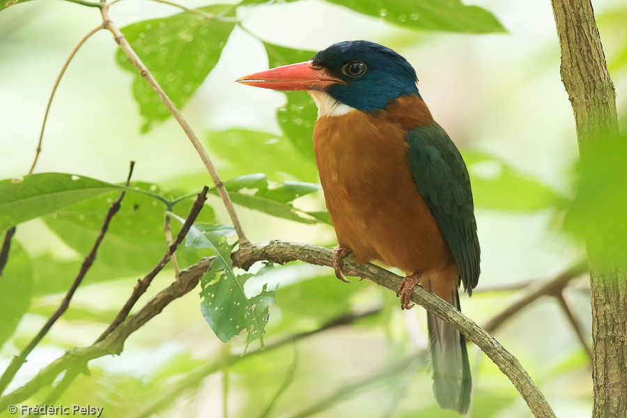 Green-backed Kingfisher (Blue-headed) - Frédéric PELSY