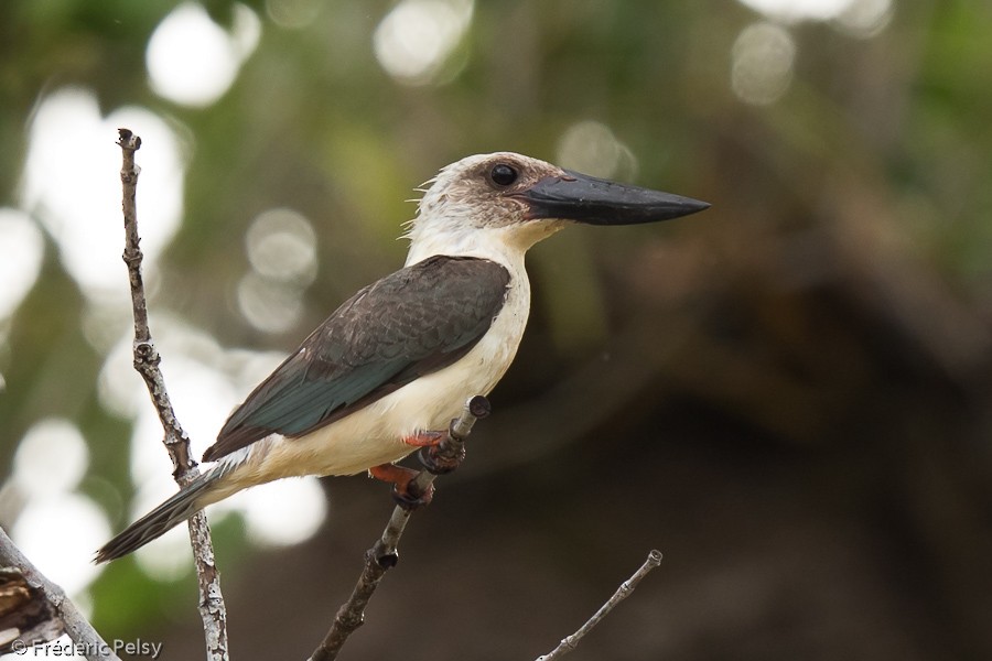 Great-billed Kingfisher - Frédéric PELSY
