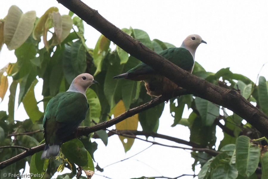 Cinnamon-bellied Imperial-Pigeon (Gray-naped) - Frédéric PELSY