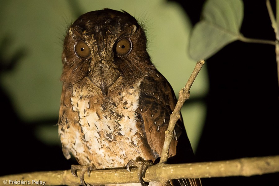 Moluccan Owlet-nightjar - ML206202421