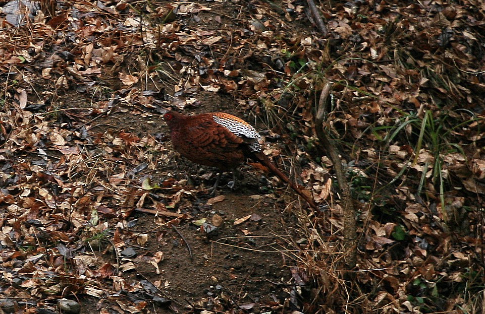 Copper Pheasant - Jordi Sargatal Vicens