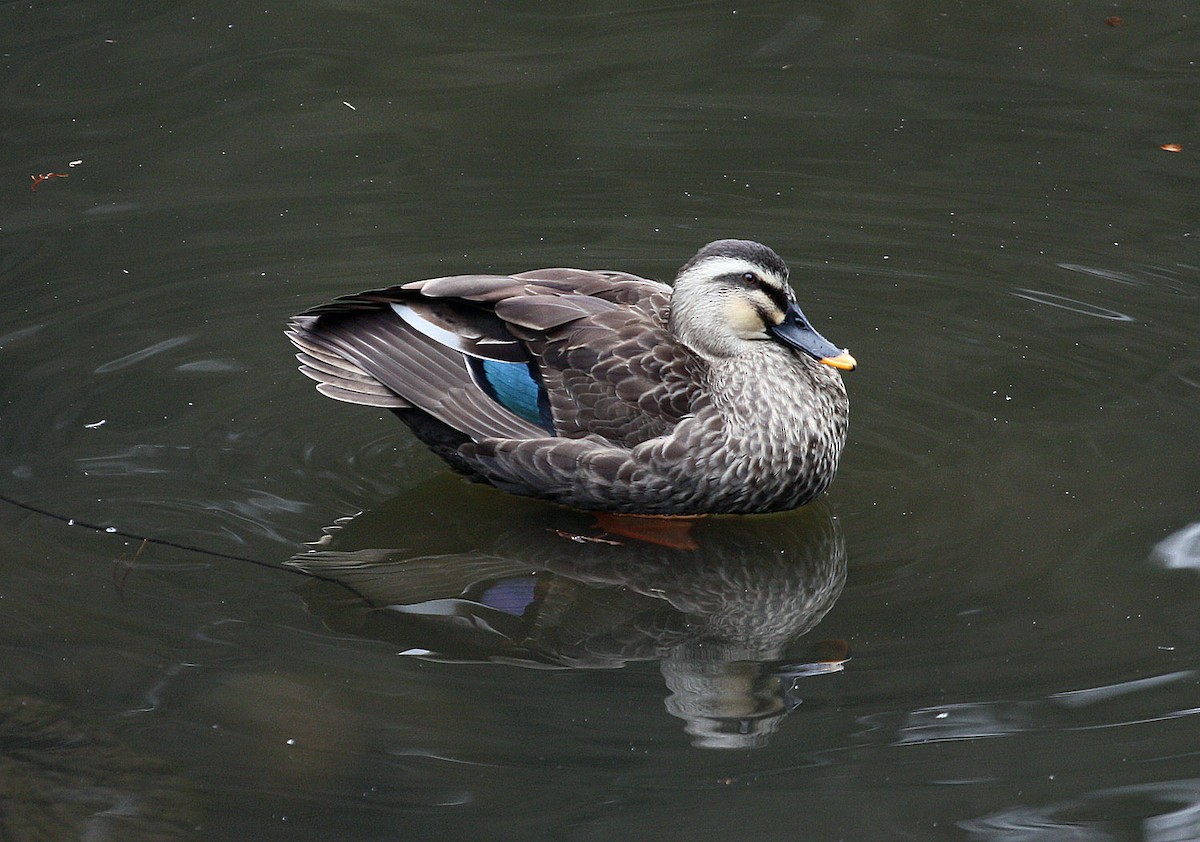 Eastern Spot-billed Duck - Jordi Sargatal Vicens