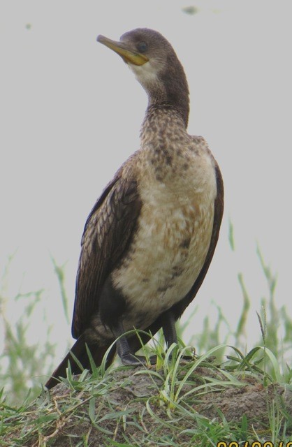Great Cormorant - Athula Edirisinghe