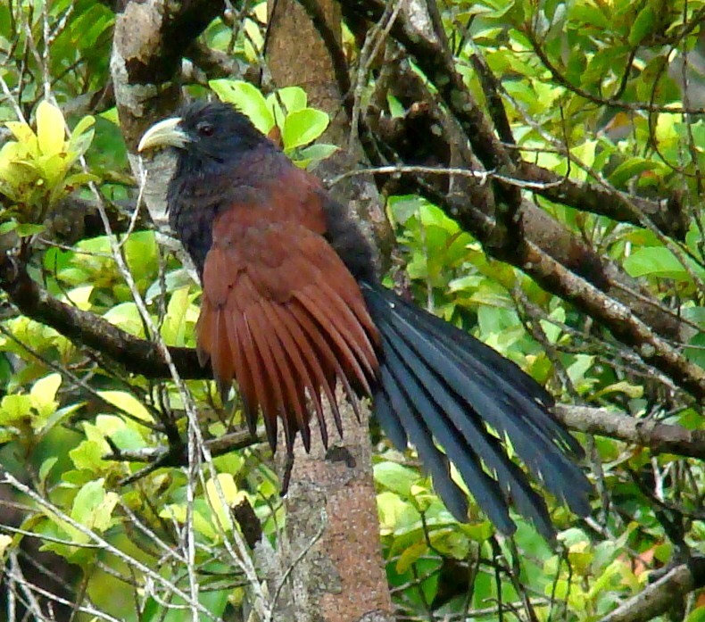 Green-billed Coucal - ML206203341