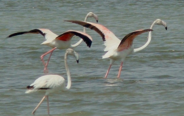 Greater Flamingo - Athula Edirisinghe
