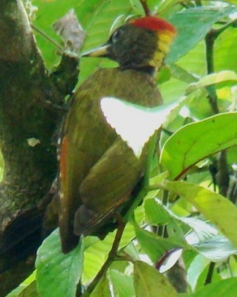 Lesser Yellownape - Athula Edirisinghe