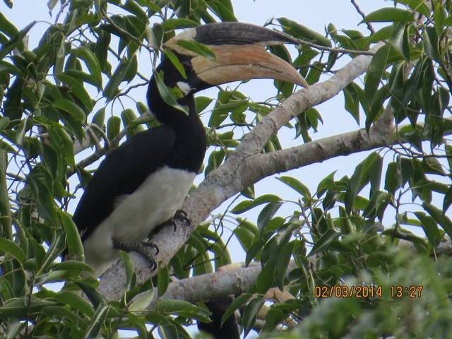 Malabar Pied-Hornbill - Athula Edirisinghe