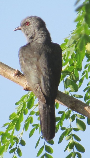 Gray-bellied Cuckoo - Athula Edirisinghe