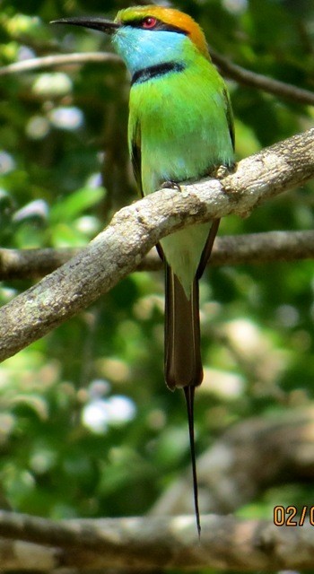 Asian Green Bee-eater - ML206203871