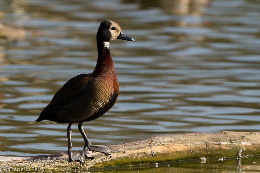 White-faced Whistling-Duck - Frédéric PELSY