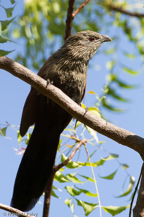 Malagasy Coucal - ML206203991