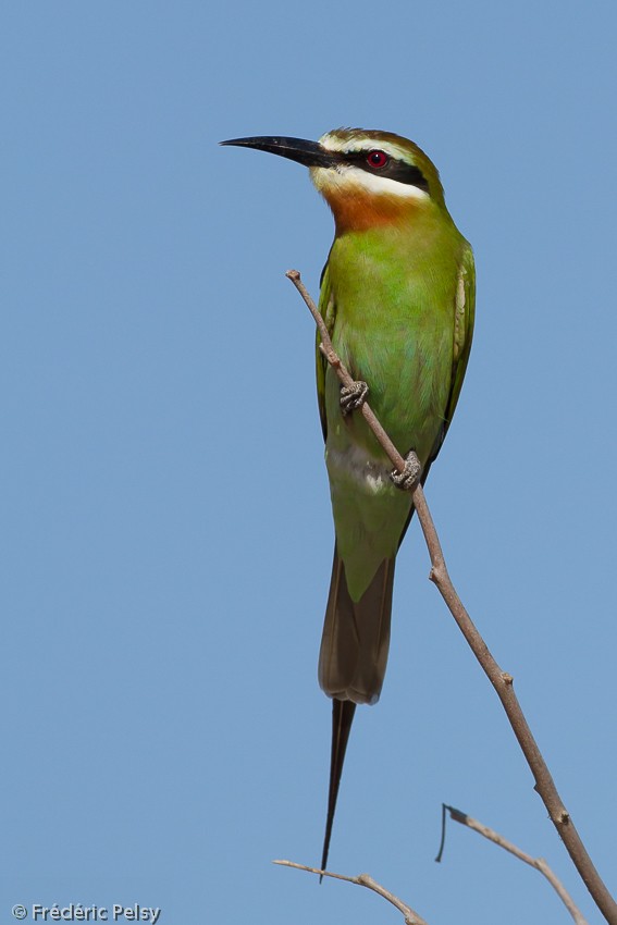 Madagascar Bee-eater - Frédéric PELSY