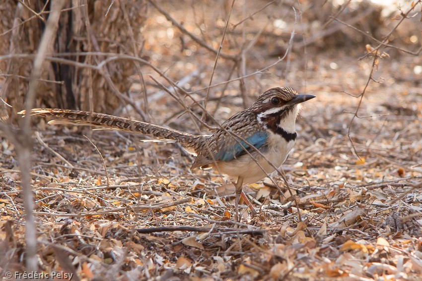 Long-tailed Ground-Roller - ML206204151