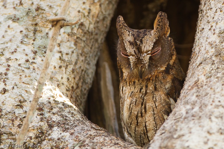 Madagascar Scops-Owl (Torotoroka) - Frédéric PELSY