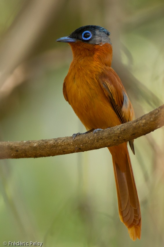 Malagasy Paradise-Flycatcher (Malagasy) - Frédéric PELSY