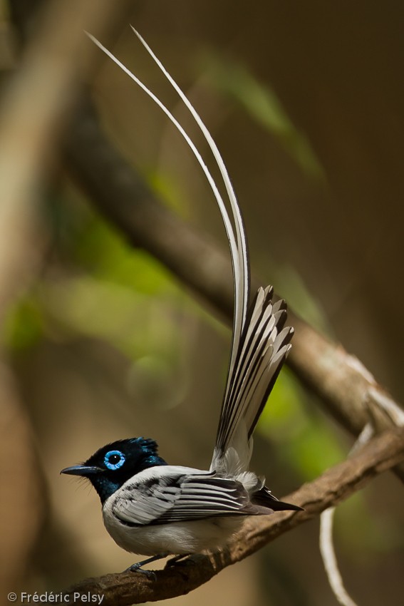 Malagasy Paradise-Flycatcher (Malagasy) - ML206204401
