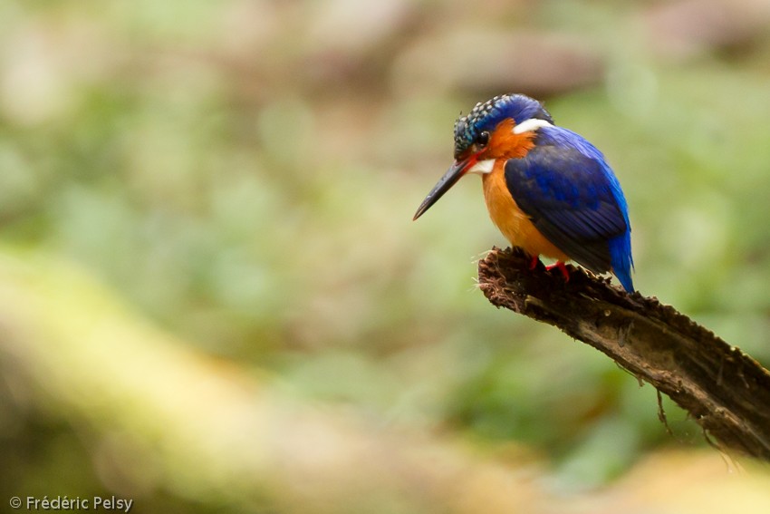 Malagasy Kingfisher - Frédéric PELSY
