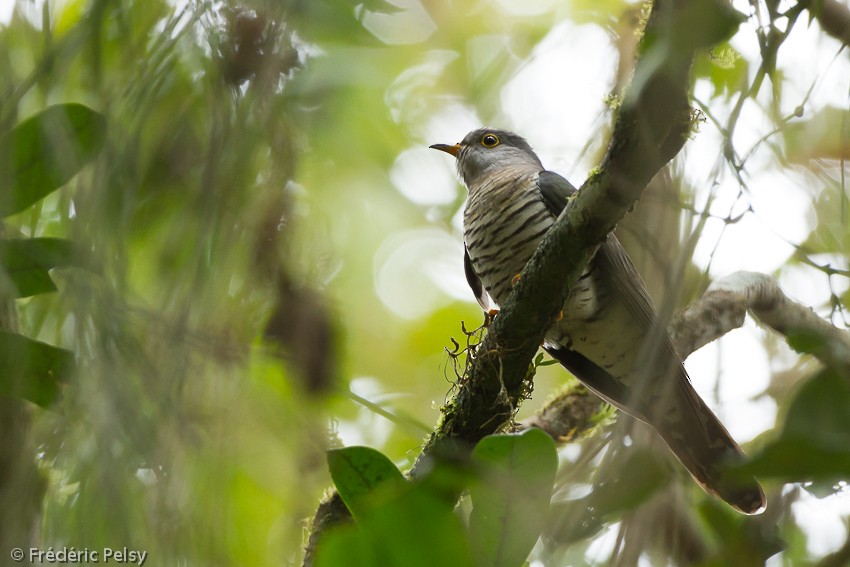 Madagascar Cuckoo - ML206204611