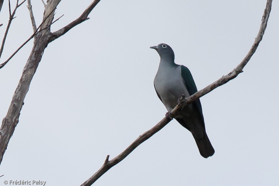 Spectacled Imperial-Pigeon - Frédéric PELSY