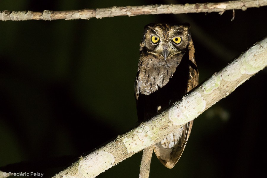 Moluccan Scops-Owl (Moluccan) - ML206204671