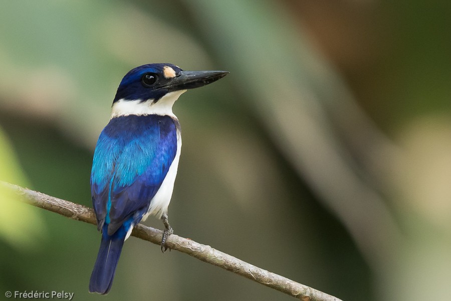 Blue-and-white Kingfisher - ML206204721