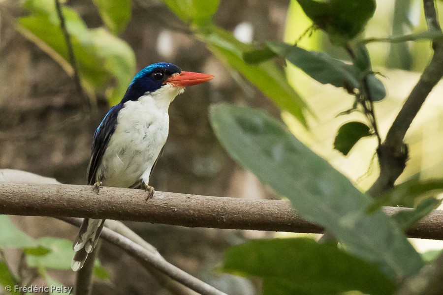 Common Paradise-Kingfisher - Frédéric PELSY