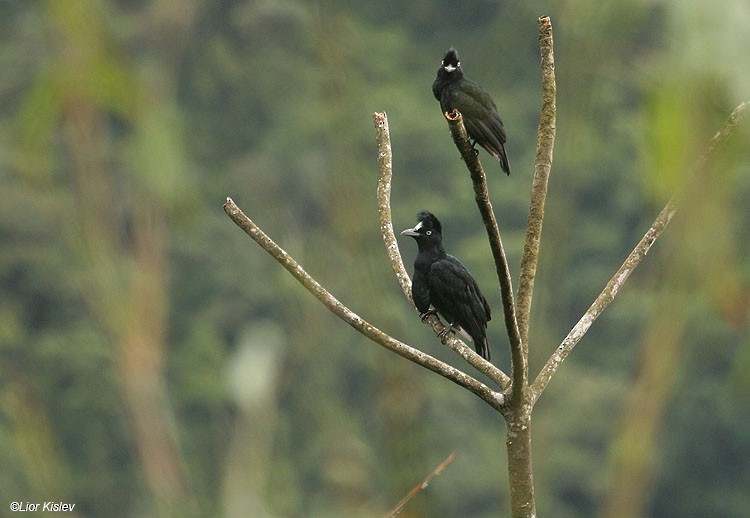 Amazonian Umbrellabird - Lior Kislev