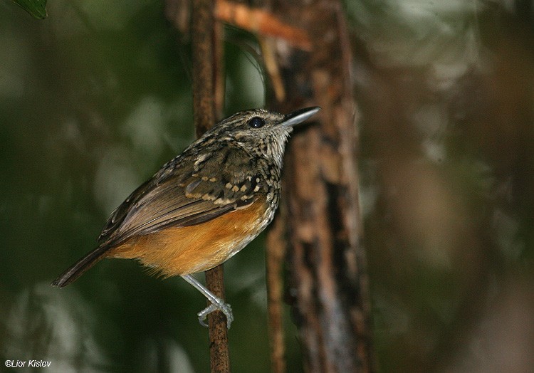 Peruvian Warbling-Antbird - Lior Kislev