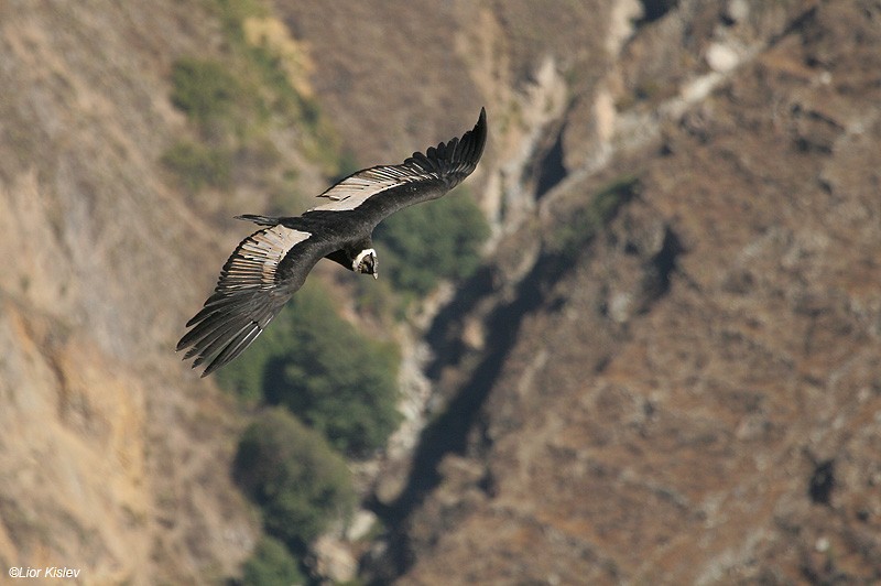 Andean Condor - Lior Kislev