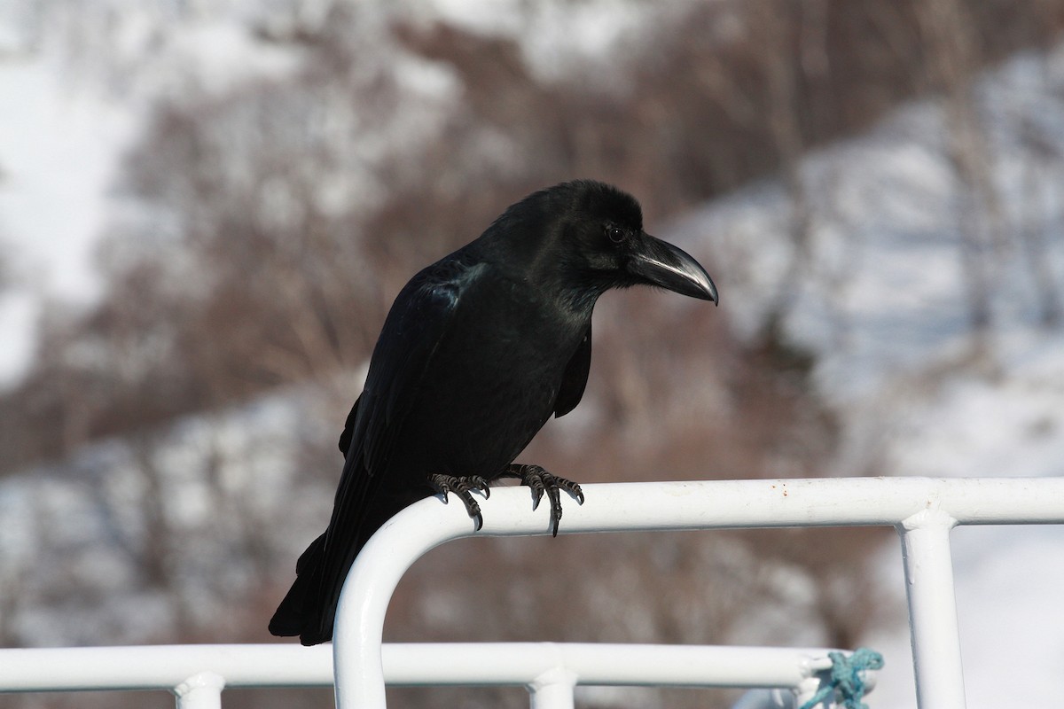 Large-billed Crow (Large-billed) - ML206205311