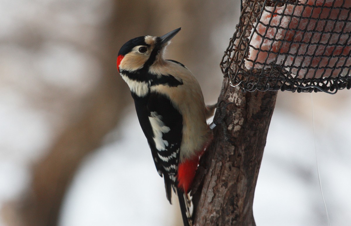Great Spotted Woodpecker (japonicus) - Jordi Sargatal Vicens