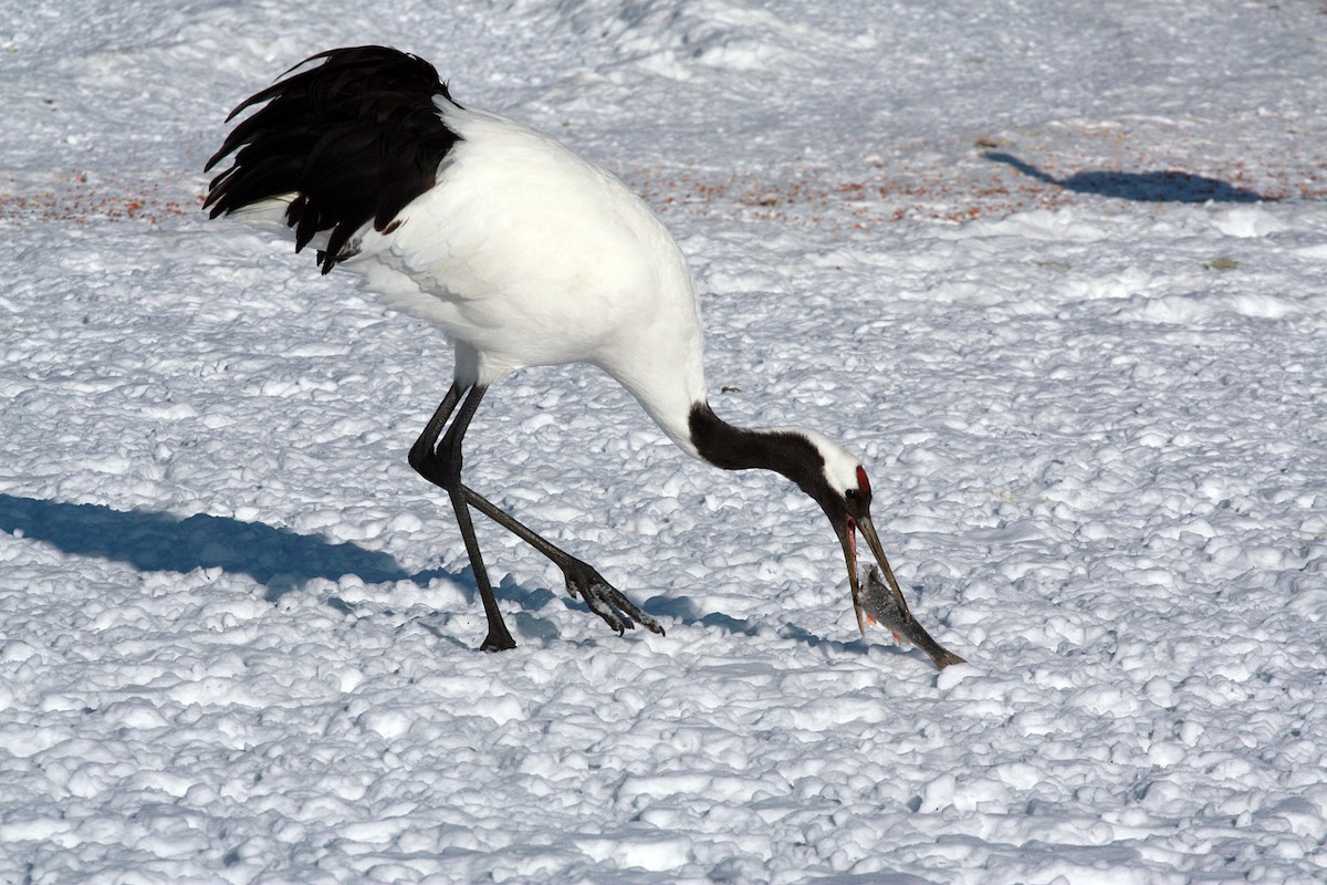 Red-crowned Crane - ML206205651